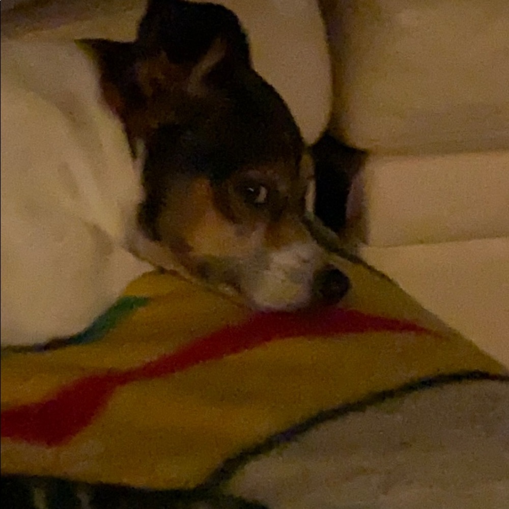 Meet your Posher, Lucy